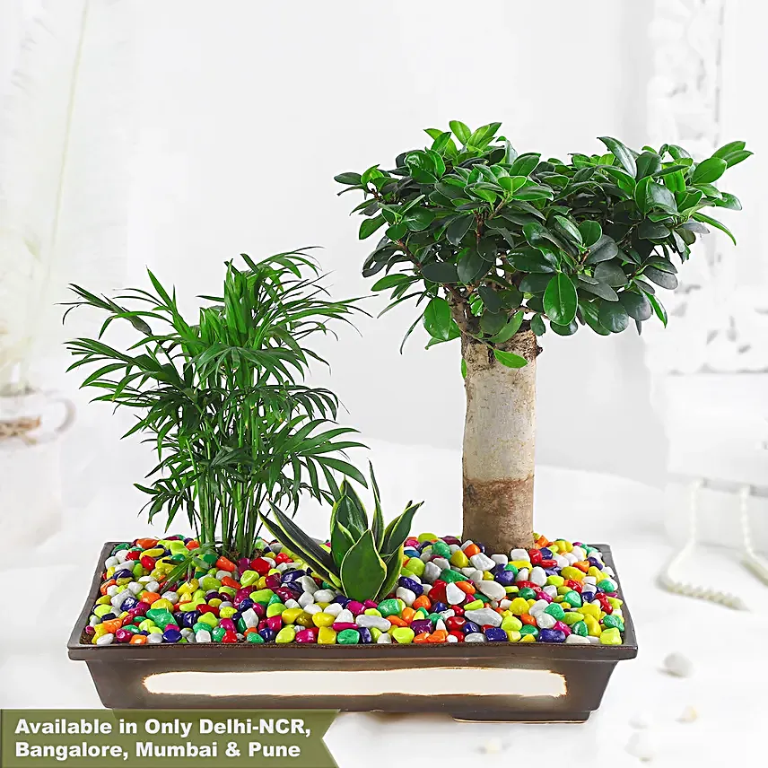 Green Beauties Colourful Garden Pot
