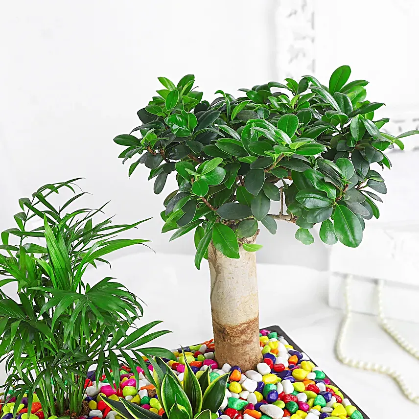 Green Beauties Colourful Garden Pot
