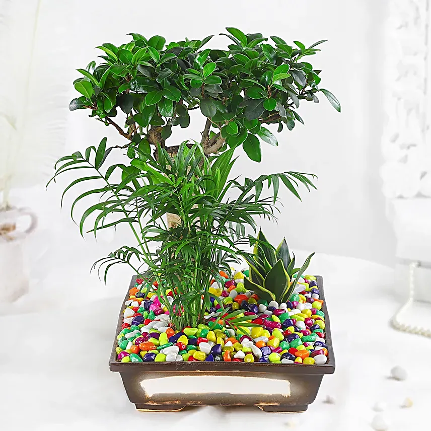 Green Beauties Colourful Garden Pot