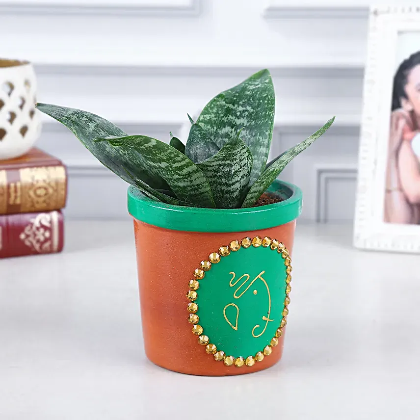 Green Sansevieria Bliss