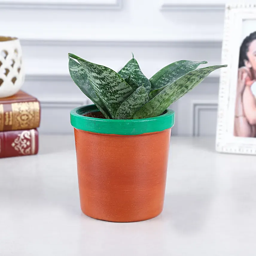 Green Sansevieria Bliss