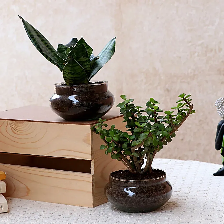 Online Green Sansevieria And Jada Plant