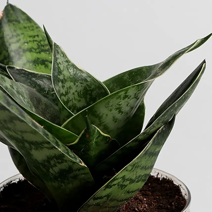 Online Green Sansevieria And Jada Plant