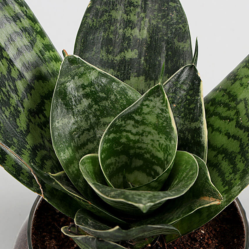 Online Green Sansevieria And Jada Plant