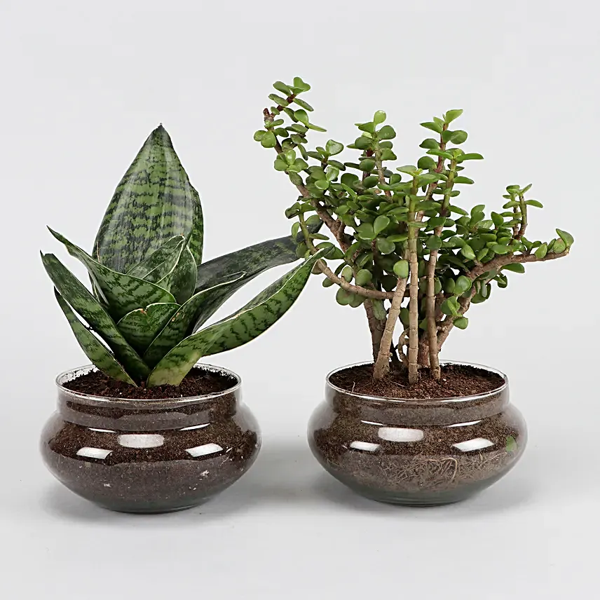 Online Green Sansevieria And Jada Plant