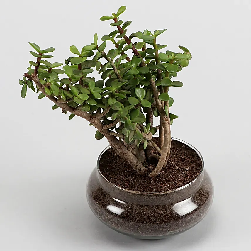 Online Green Sansevieria And Jada Plant
