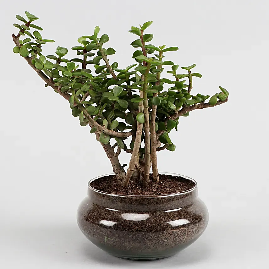 Online Green Sansevieria And Jada Plant