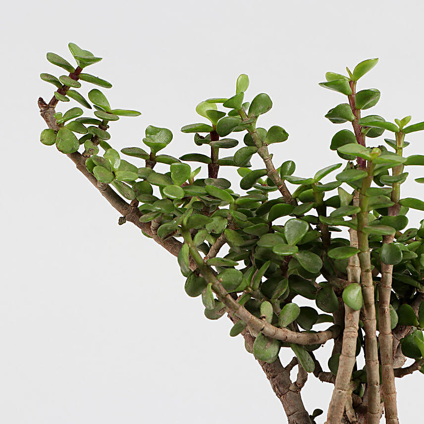 Online Green Sansevieria And Jada Plant