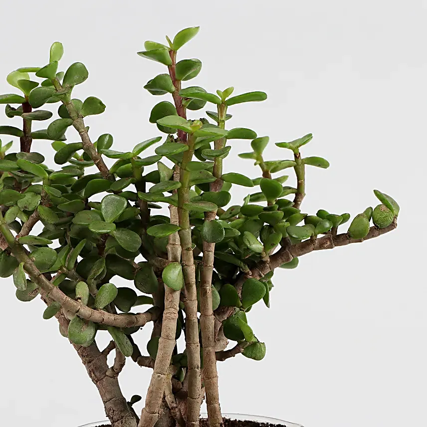 Online Green Sansevieria And Jada Plant