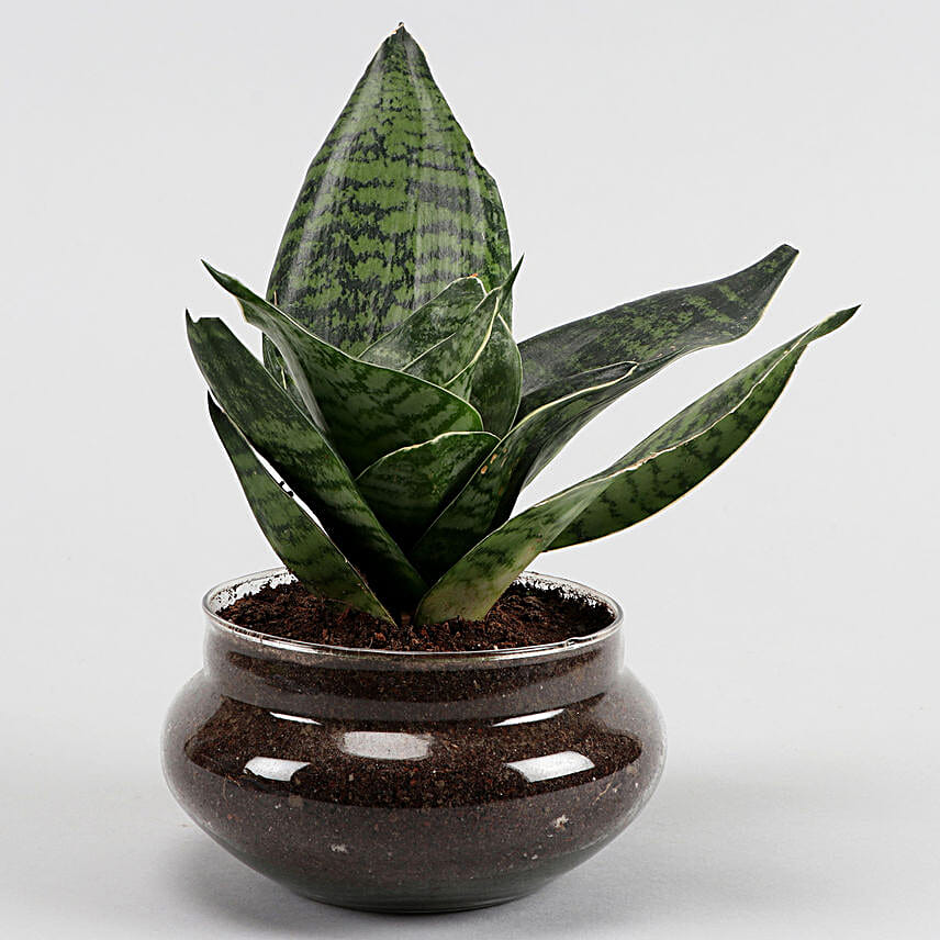 Online Green Sansevieria And Jada Plant