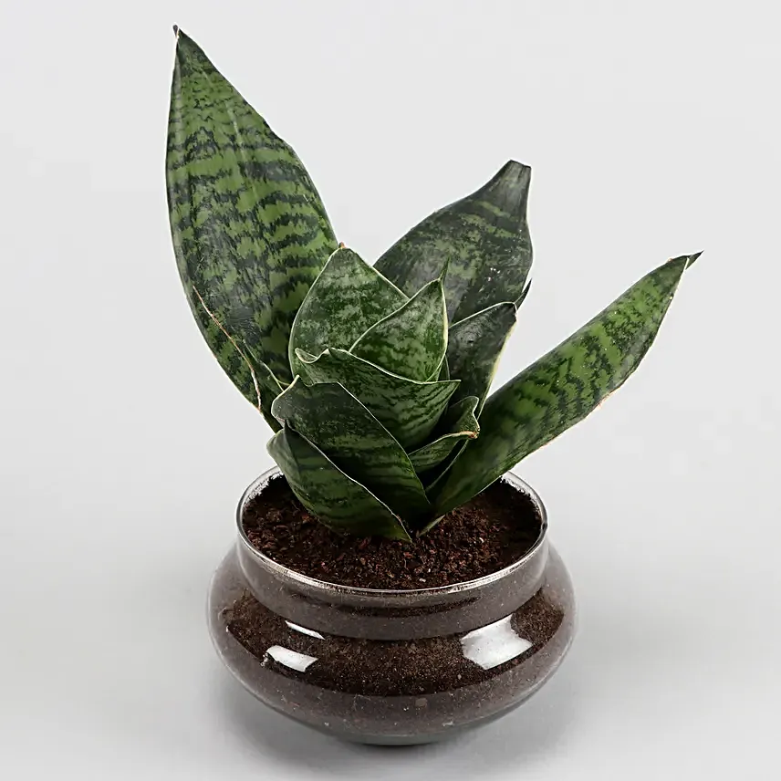 Online Green Sansevieria And Jada Plant