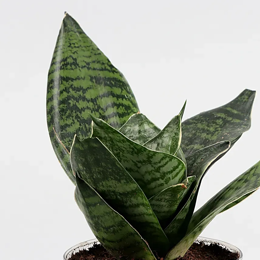 Online Green Sansevieria And Jada Plant
