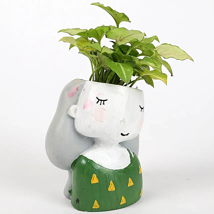 syngonium plant in attractive pot
