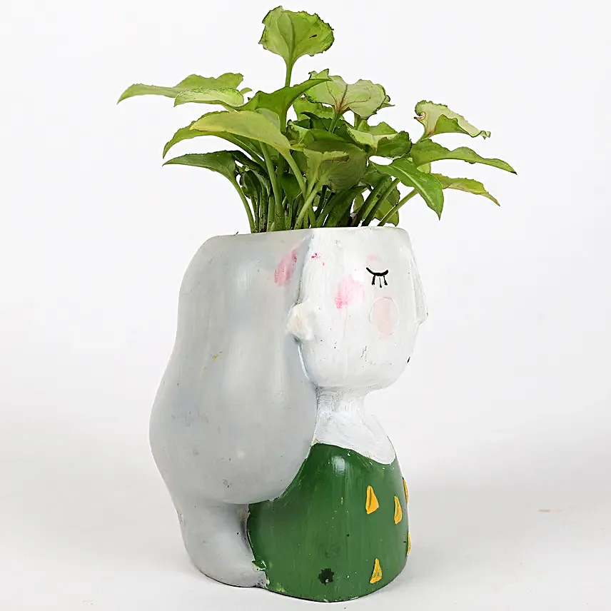 syngonium plant in attractive pot