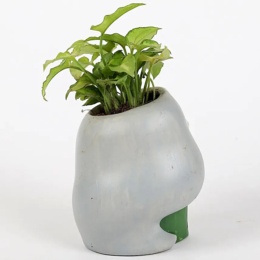 syngonium plant in attractive pot