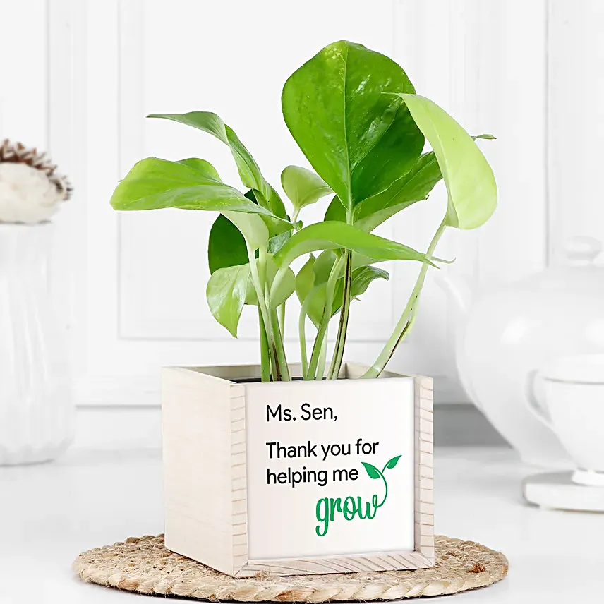 Guiding Light Money Plant