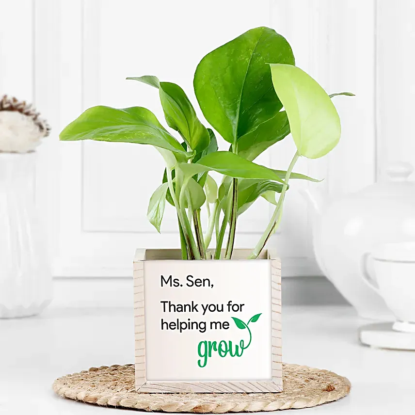 Guiding Light Money Plant