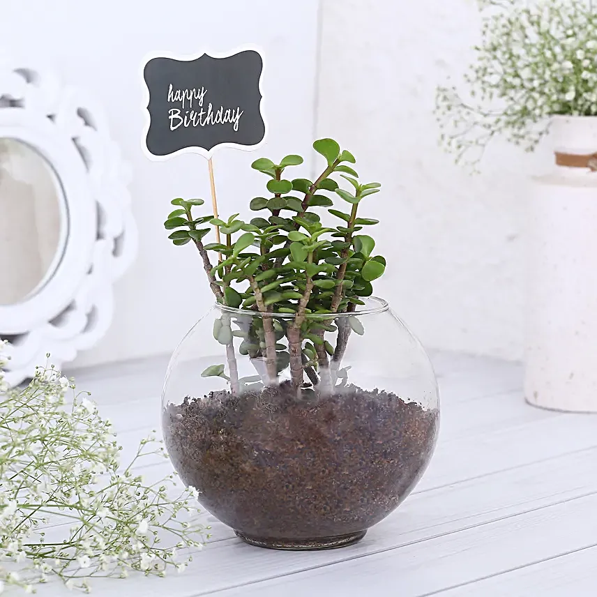 Happy Birthday Jade Plant Terrarium