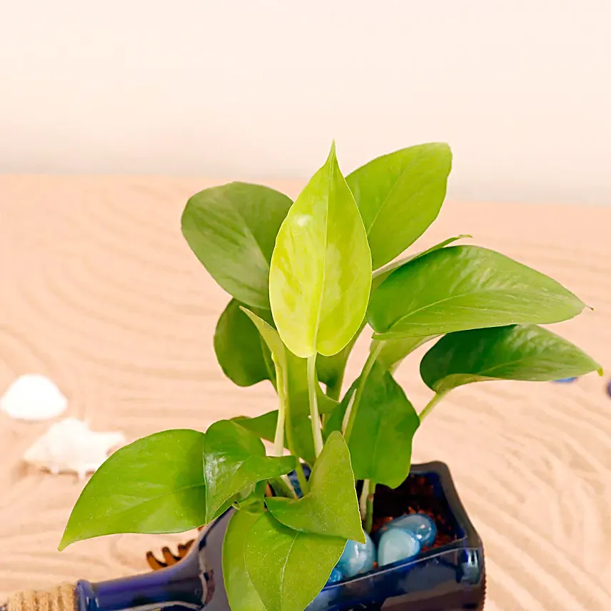 Happy Birthday Money Plant Antiquity Bottle