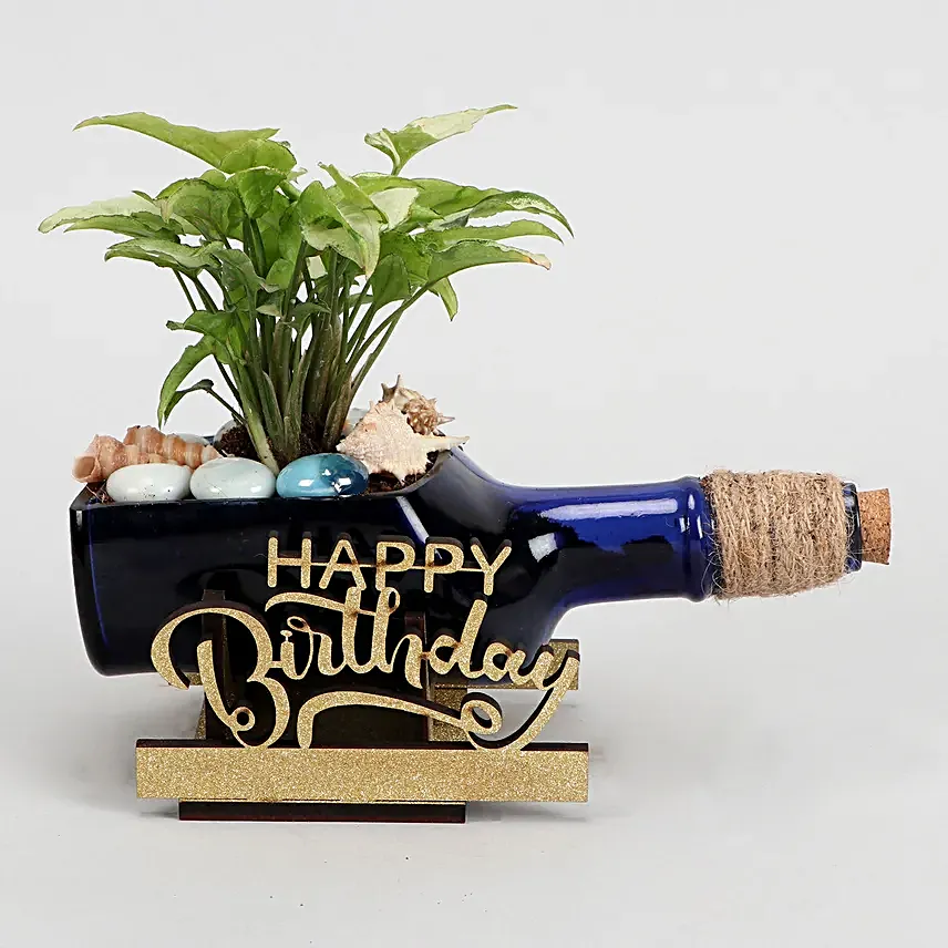 Happy Birthday Plant N Butterscotch Cake Combo