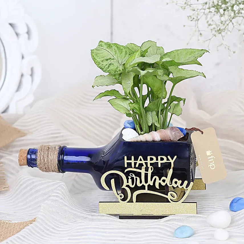 Happy Birthday Syngonium Plant N Cake Combo