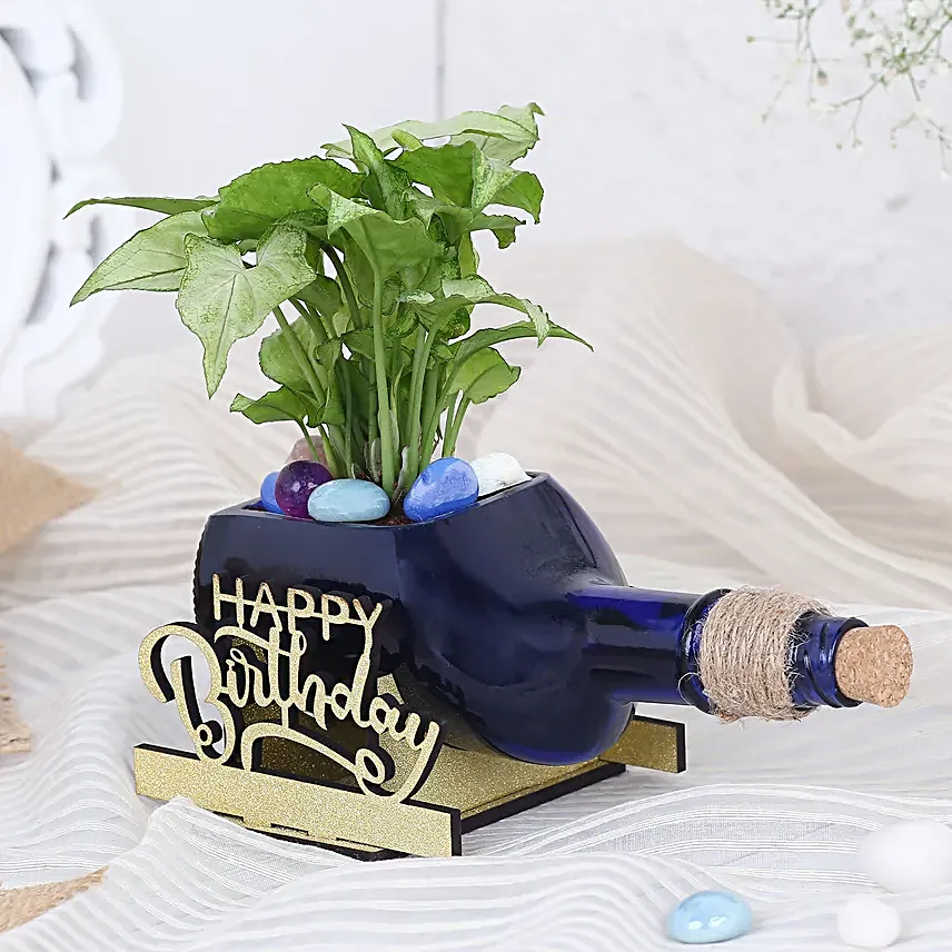Happy Birthday Syngonium Plant N Cake Combo