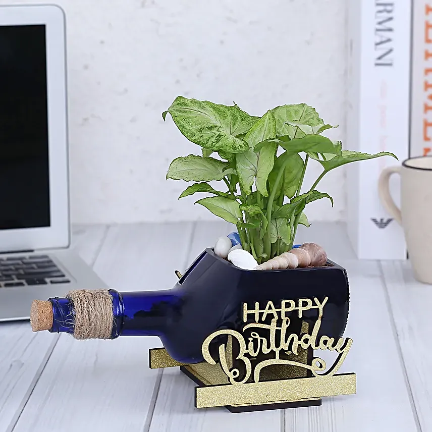 Happy Birthday Syngonium Plant N Cake Combo