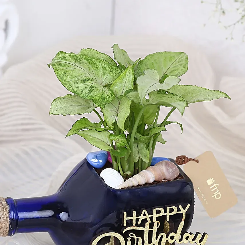 Happy Birthday Syngonium Plant N Cake Combo