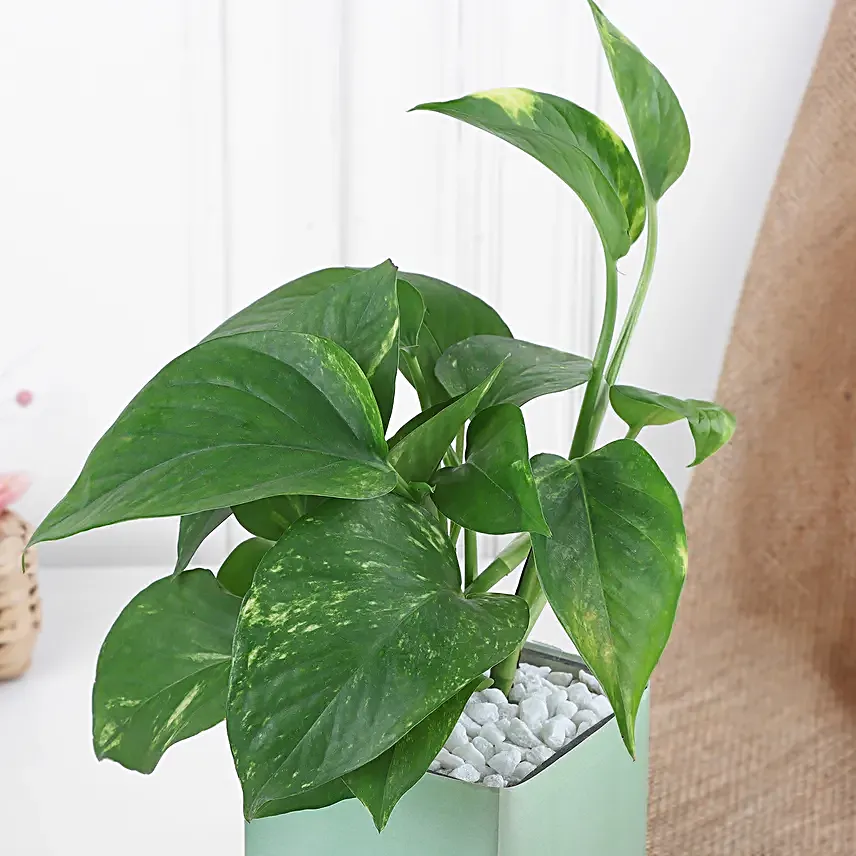 Happy Mothers Day Money Plant