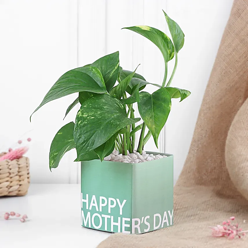 Happy Mothers Day Money Plant