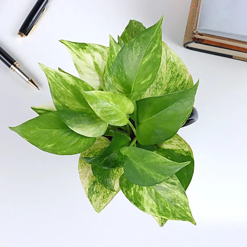 Happy Teachers Day Special Money Plant Mug