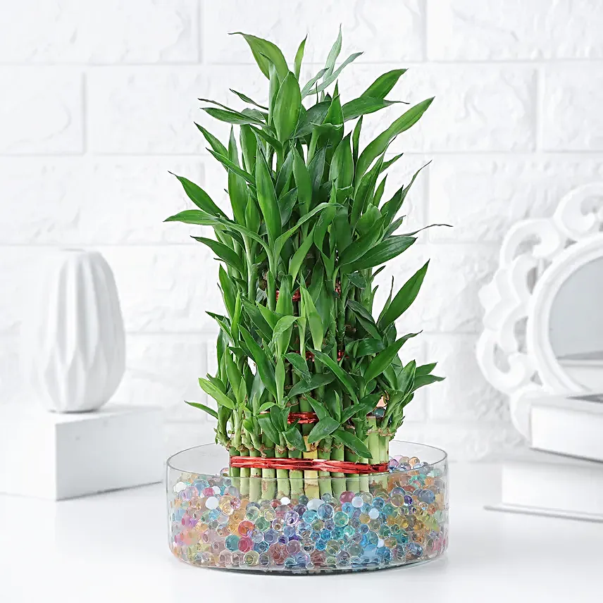 Harmony Spiral Bamboo