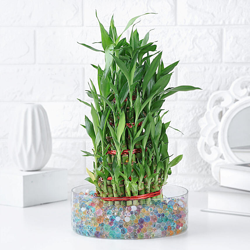 Harmony Spiral Bamboo