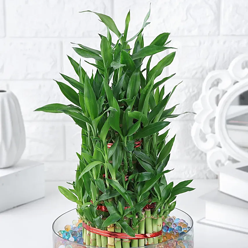 Harmony Spiral Bamboo