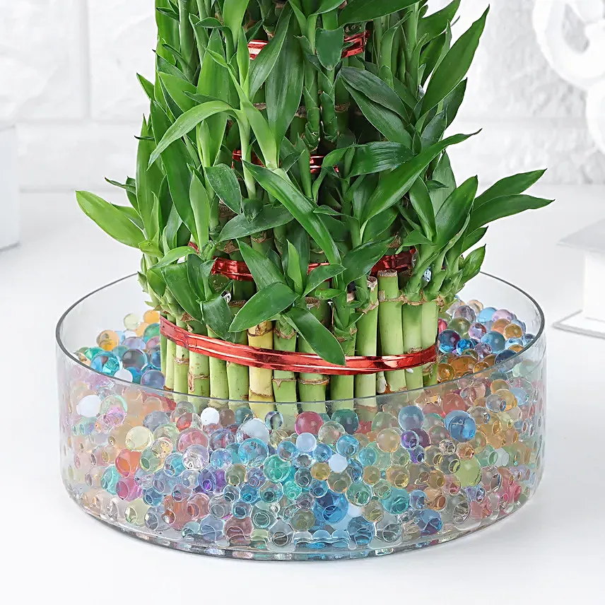 Harmony Spiral Bamboo
