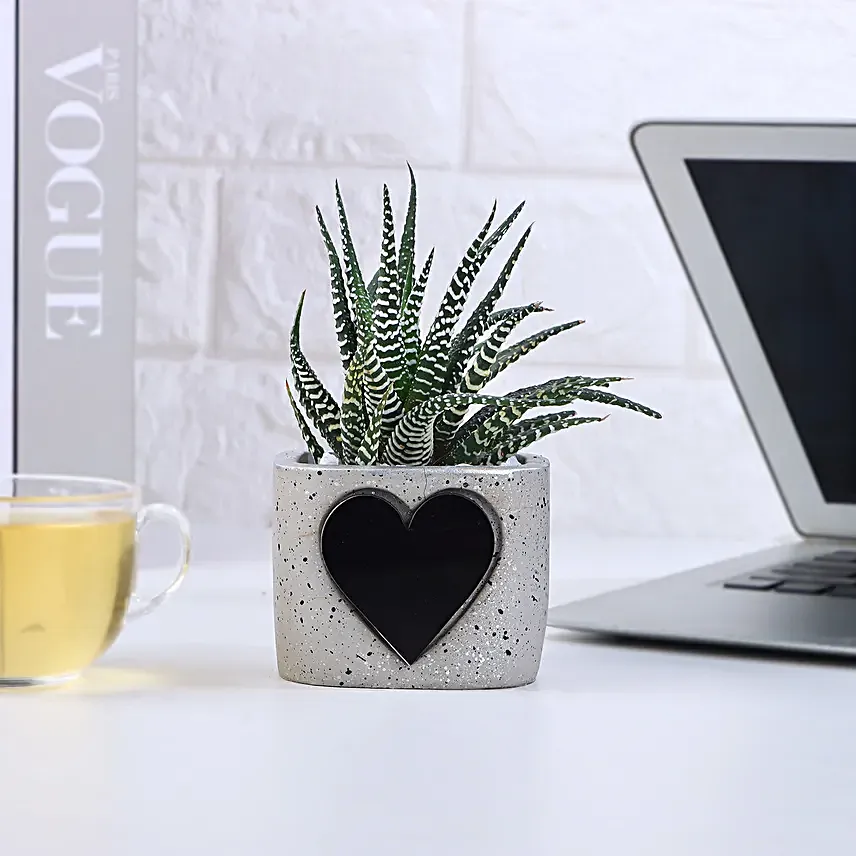 Haworthia Bliss For Valentines