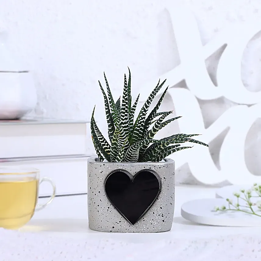 Haworthia Bliss For Valentines