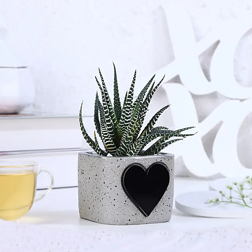 Haworthia Bliss For Valentines