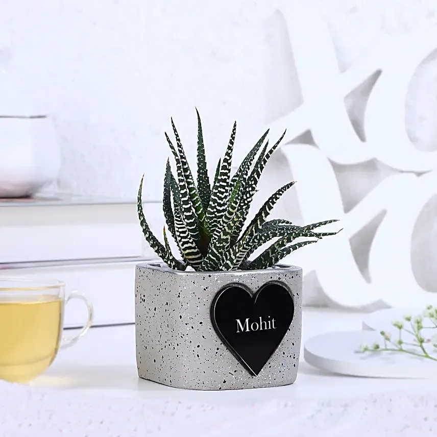 Haworthia Bliss