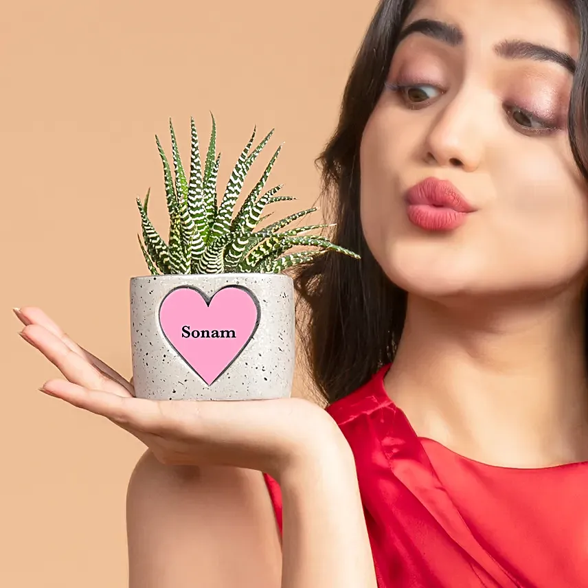 Haworthia Harmony