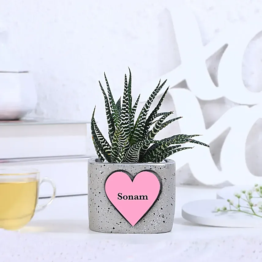 Haworthia Harmony