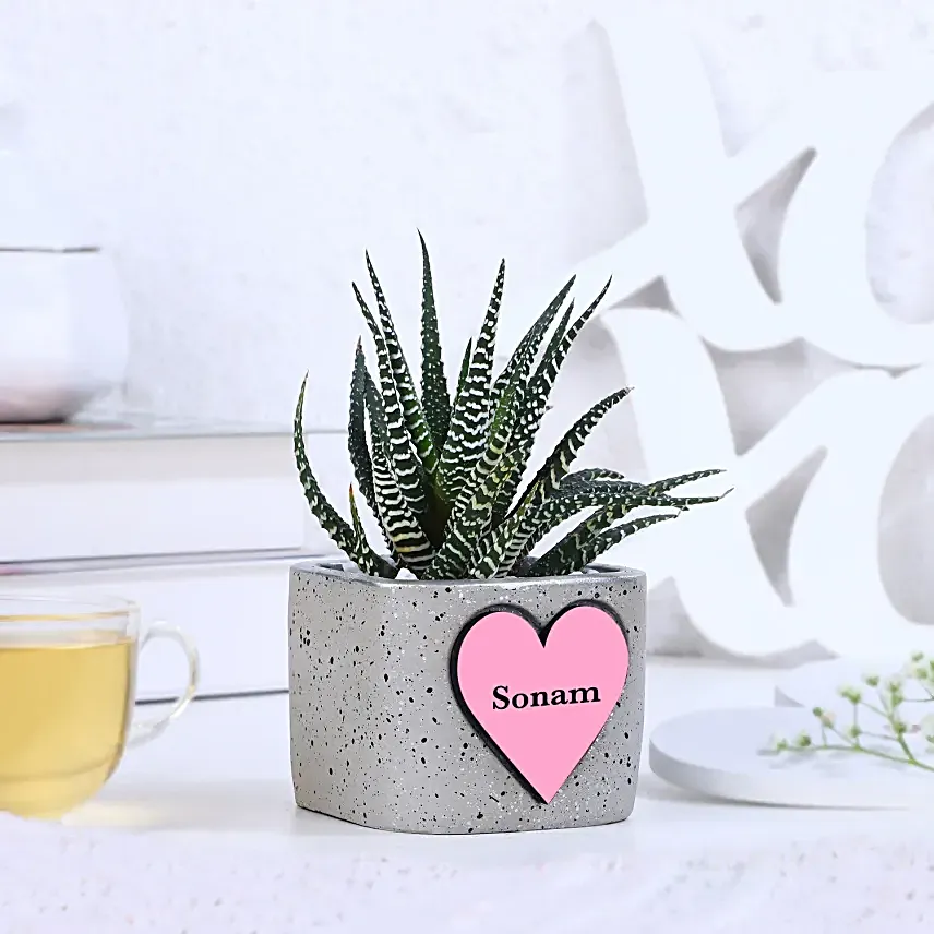 Haworthia Harmony