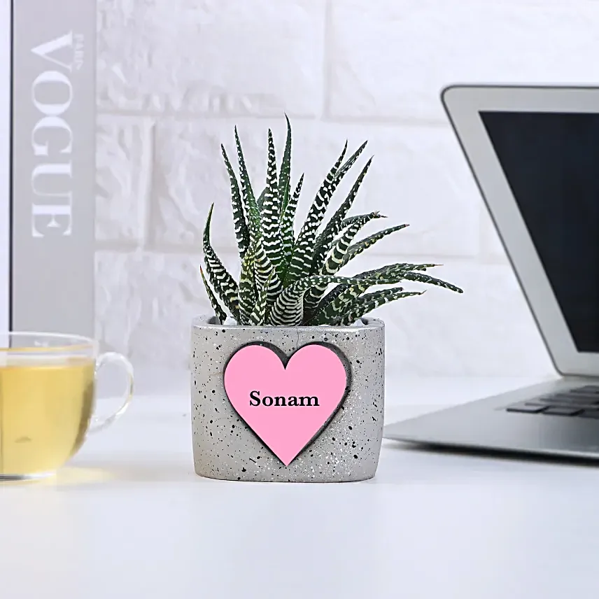 Haworthia Harmony