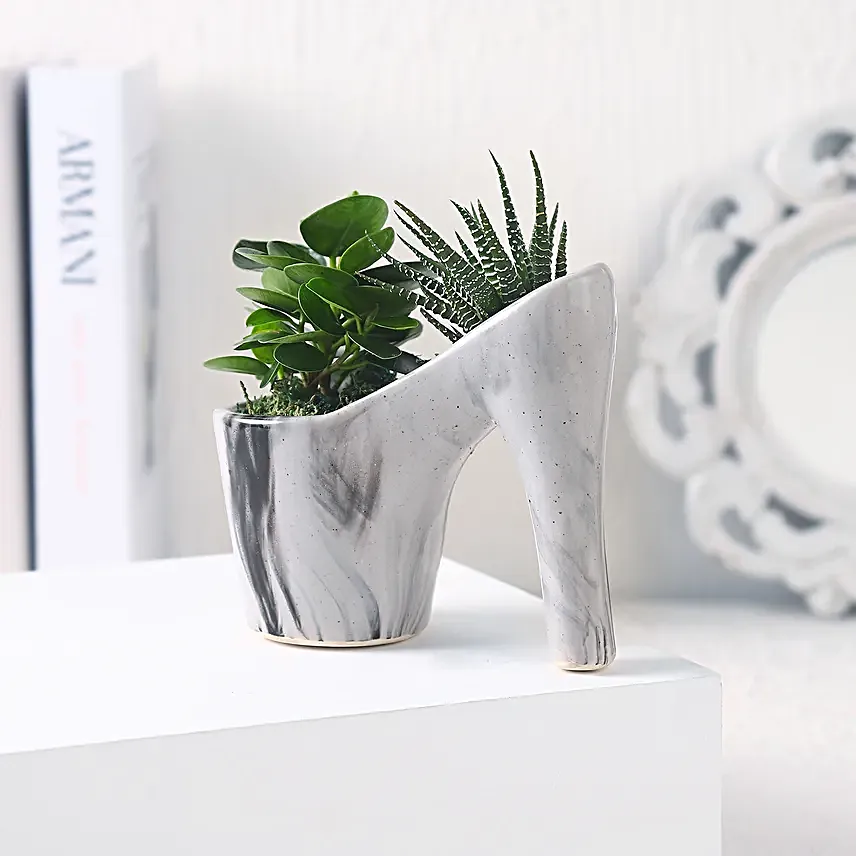 Haworthia N Ficus in Ceramic Pot