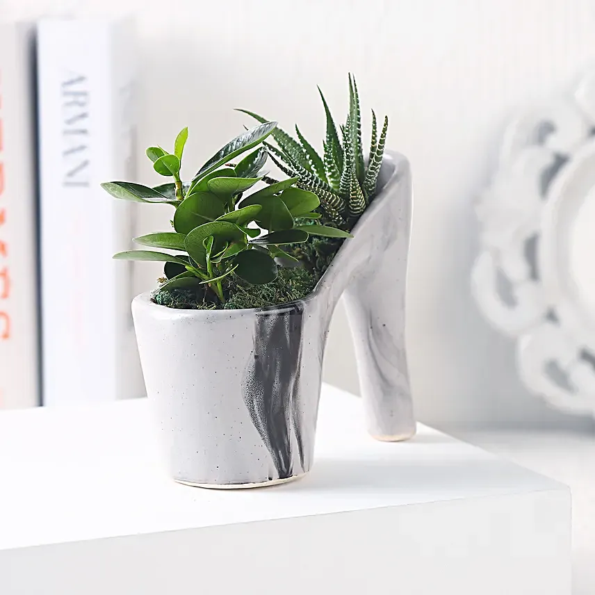 Haworthia N Ficus in Ceramic Pot