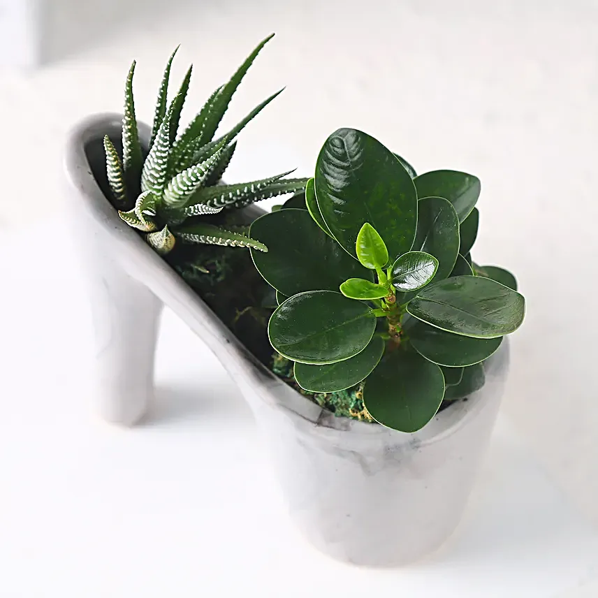 Haworthia N Ficus in Ceramic Pot