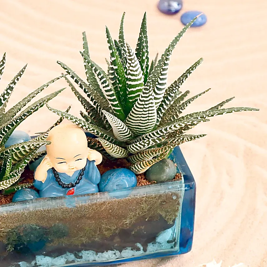 Haworthia Plant Antiquity Bottle Terrarium
