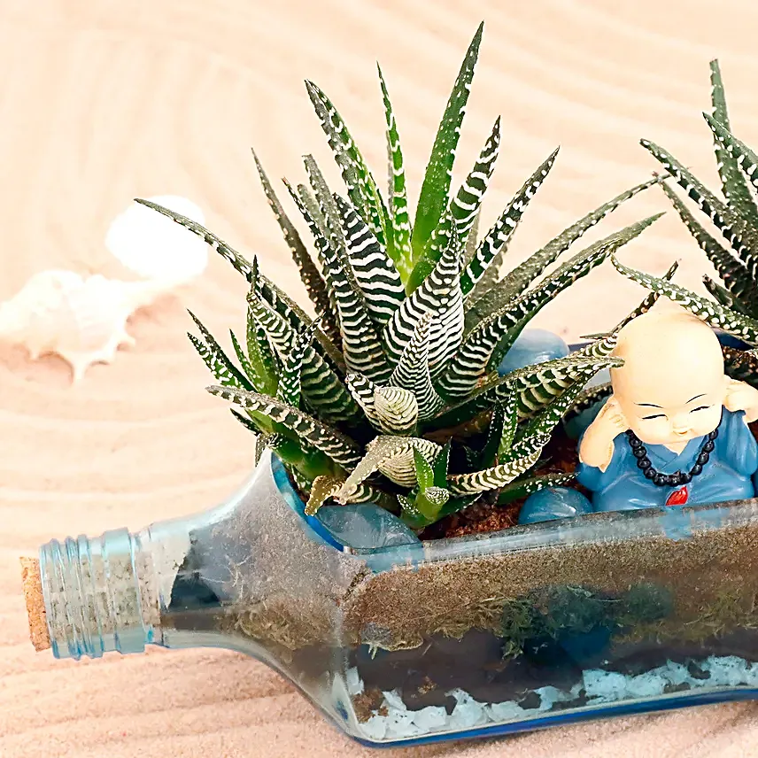 Haworthia Plant Antiquity Bottle Terrarium