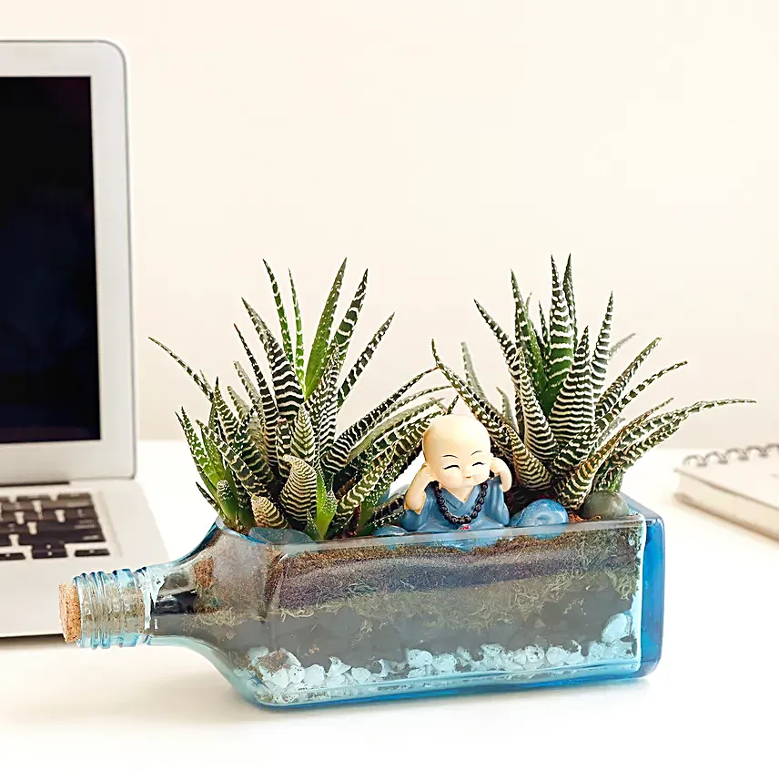 Haworthia Plant Antiquity Bottle Terrarium