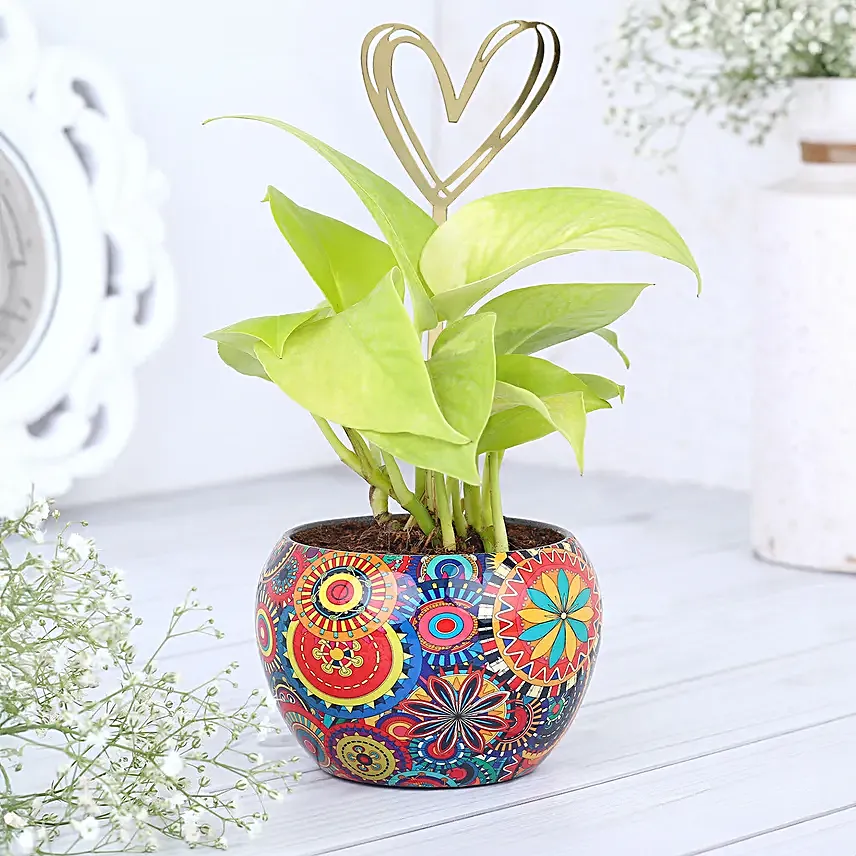Heartfelt Money Plant Bloom